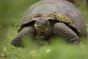 Elephantopus: Galapagos Giant Tortoise