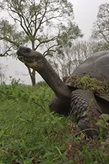 Elephantopus: Galapagos Giant Tortoise