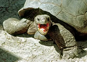 Testudo: Galapagos Giant Tortoise
