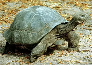 Testudinidae: Galapagos Giant Tortoise