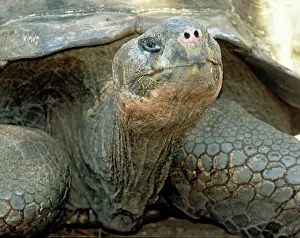 Testudinidae: Galapagos Giant Tortoise