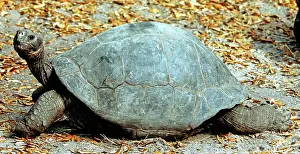 Testudinidae: Galapagos Giant Tortoise