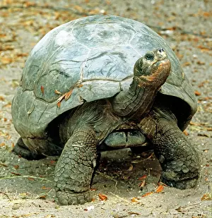 Testudinidae: Galapagos Giant Tortoise