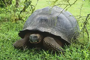 Testudinidae: Galapagos Giant Tortoise