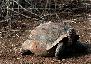 Geochelone: Galapagos Giant Tortoise