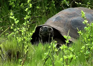 Geochelone: Galapagos Giant Tortoise