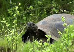 Geochelone: Galapagos Giant Tortoise