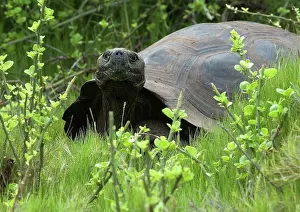Geochelone: Galapagos Giant Tortoise