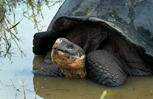 Geochelone: Galapagos Giant Tortoise