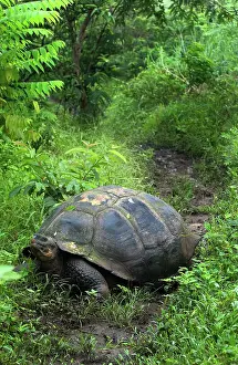 Geochelone: Galapagos Giant Tortoise