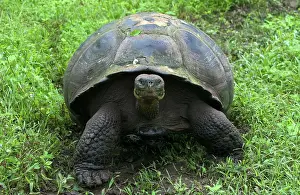 Geochelone: Galapagos Giant Tortoise