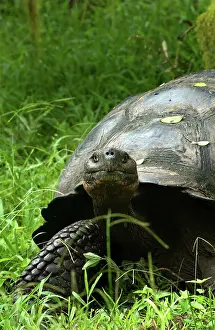 Geochelone: Galapagos Giant Tortoise