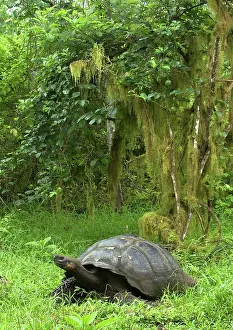 Geochelone: Galapagos Giant Tortoise