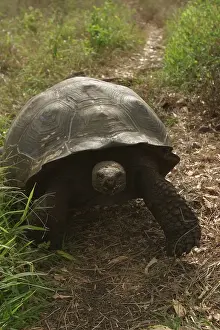 Geochelone: Galapagos Giant Tortoise