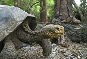 Geochelone: Galapagos giant tortoise
