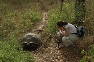 Geochelone: Galapagos Giant Tortoise