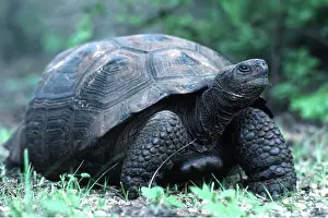 Tortoise: Galapagos Giant TORTOISE