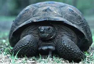 Tortoise: Galapagos Giant TORTOISE