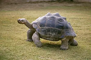 Tortoise: Galapagos Giant Tortoise