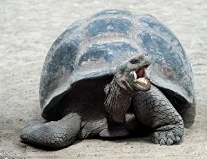 Tortoise: Galapagos giant tortoise (Chelonoidis nigra ssp)