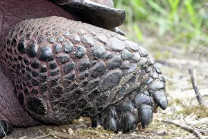 Toes: Galapagos Giant Tortoise - close-up of feet
