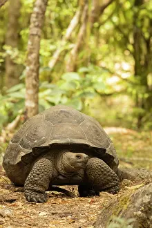 Tortoise: Galapagos giant tortoise, Galapagos Islands, Ecuador, South