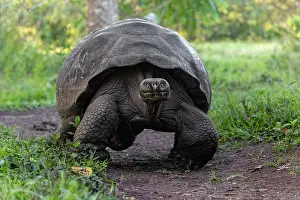 Tortoise: Galapagos giant tortoise. Genovesa Island, Galapagos
