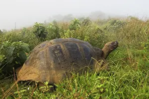Geochelone: Galapagos Giant Tortoise (Geochelone elephantophus