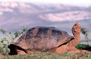 Elephantopus: Galapagos Giant Tortoise - in grooming stance