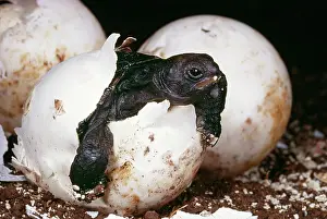Testudo: Galapagos Giant TORTOISE - hatching