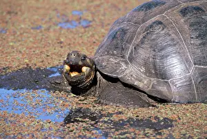 Wallowing: Galapagos Giant Tortoise - Indefatigable Island