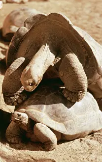 Elephantopus: Galapagos Giant TORTOISE - mating