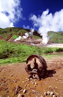 Auscape - Named Photographers: Galapagos Giant TORTOISE - mating
