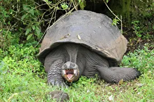 Cruz: Galapagos giant tortoise on Santa Cruz, Galapagos