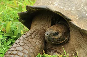 Cruz: Galapagos giant tortoise on Santa Cruz, Galapagos