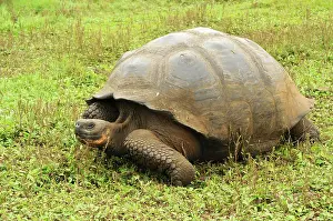 Cruz: Galapagos giant tortoise on Santa Cruz, Galapagos