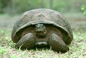 Elephantopus: Galapagos Giant TORTOISE (showing flat front shell)