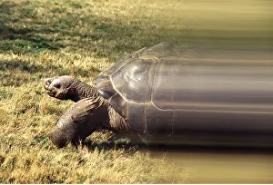 Tortoise: Galapagos Giant TORTOISE - speeding