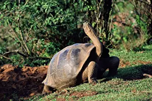 Elephantopus: Galapagos Giant TORTOISE - stretching grooming stance