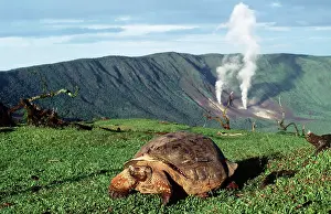 Elephantopus: Galapagos Giant Tortoise - by volcano - Alcedo Crater