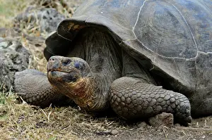 Chelonoidis: Galapagos giant tortoises (Chelonoidis nigra), Floreana
