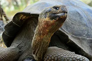 Chelonoidis: Galapagos giant tortoises (Chelonoidis nigra) portrait