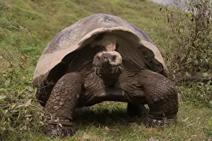 Chewing: Galapagos Giant Tortoises (Geochelone elephantophus