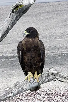 Galapagoensis: Galapagos Hawk