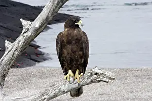 Galapagoensis: Galapagos Hawk