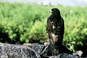 Galapagoensis: Galapagos Hawk