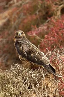 Bartolome: Galapagos Hawk