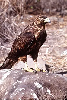 Hawks: GALAPAGOS HAWK - Perched on rock