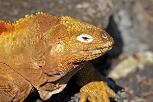 Conolophus: Galapagos Land Iguana
