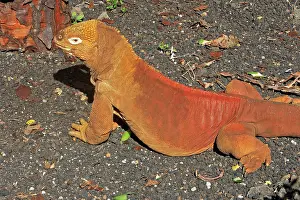Conolophus: Galapagos Land Iguana